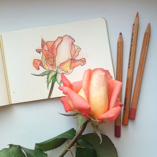 A rose and a drawing of a rose.