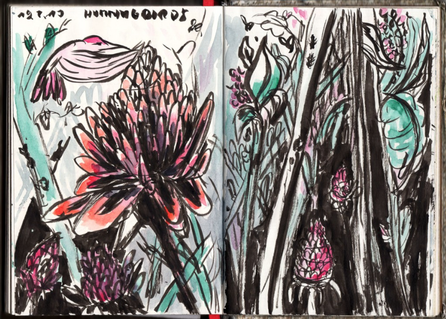 Plant sketches.