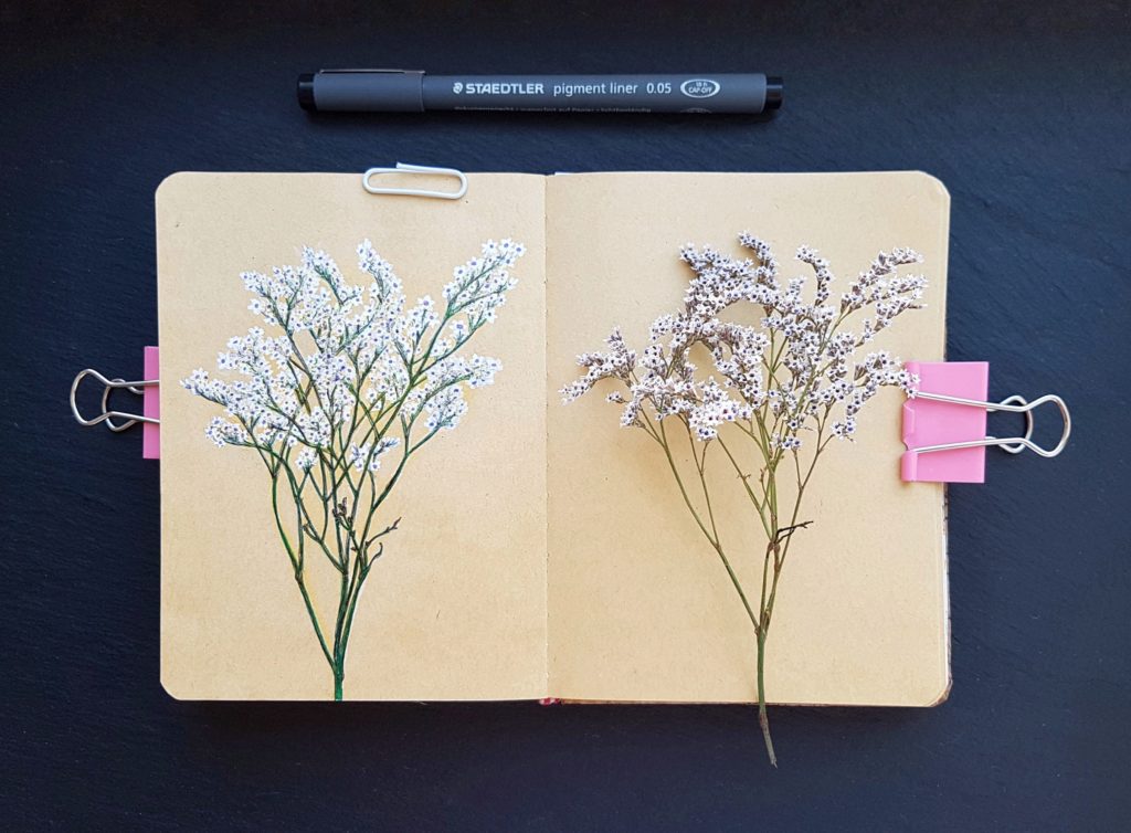 Botanical Sketches