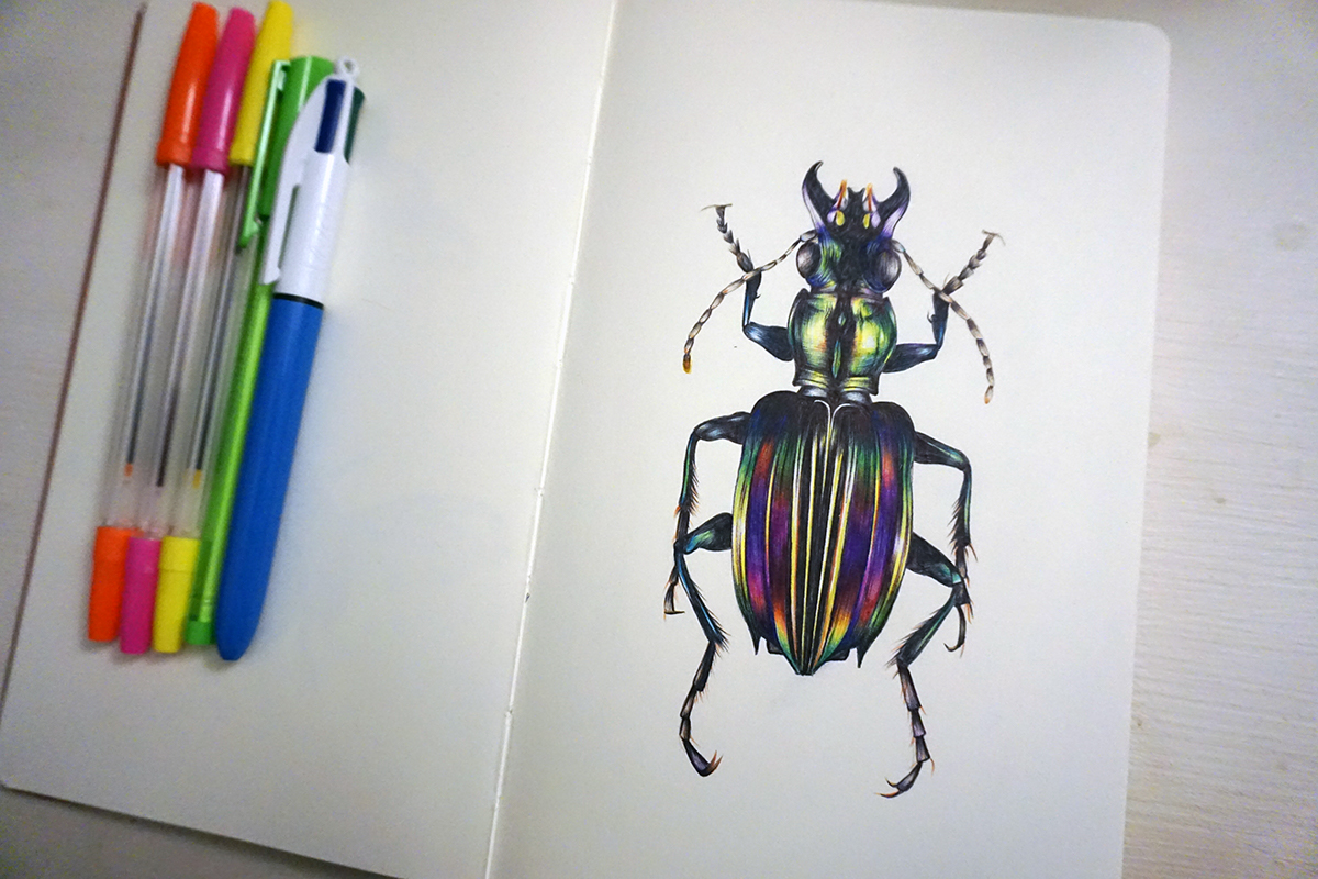 beetles, aura, up close, sketchbook