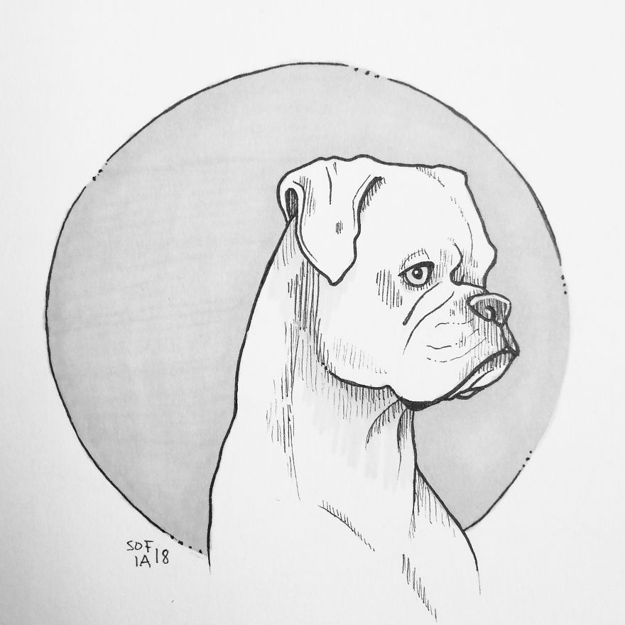 Drawing of a Boxer Dog
