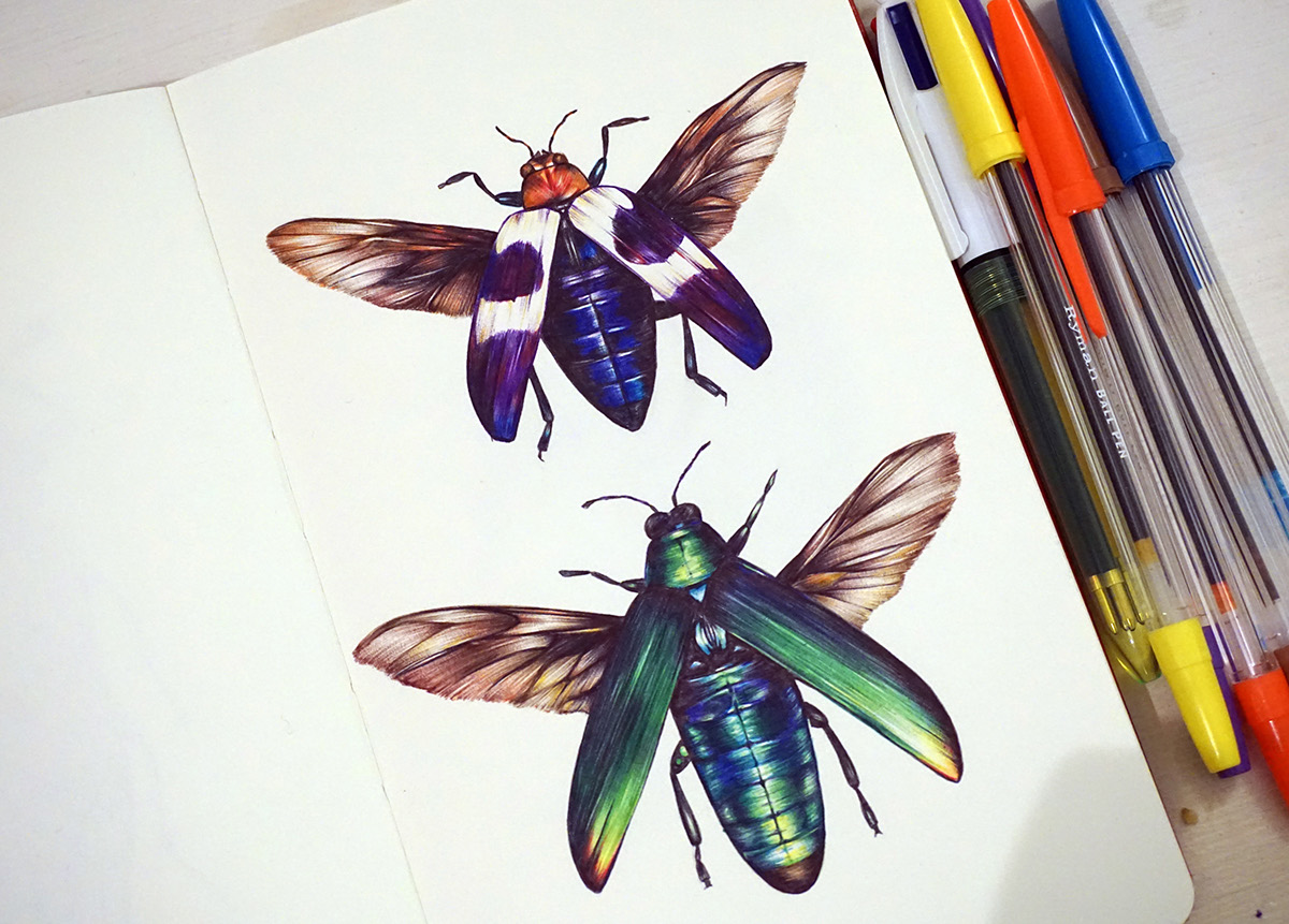 beetle wings, drawing, colorful