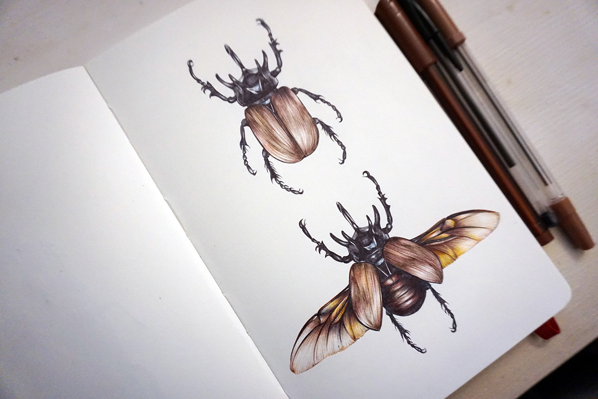 brown beetles, bug doodle