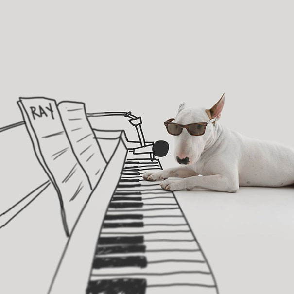 piano doodle with bull terrier dog