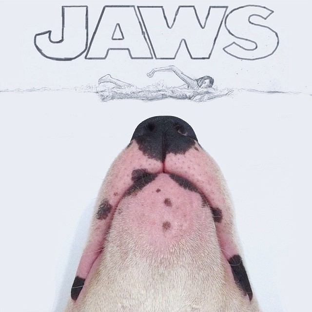 jaws doodle with bull terrier dog