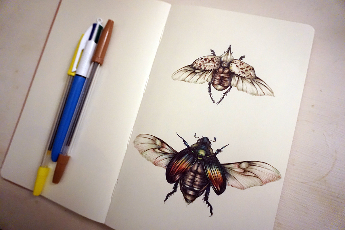 wings, bugs, insect drawing